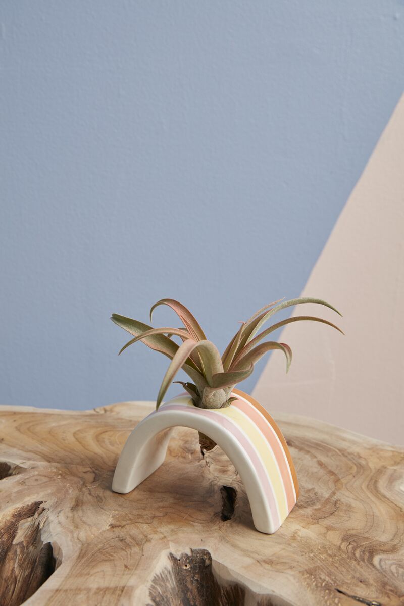 Hope Tillandsia Holder