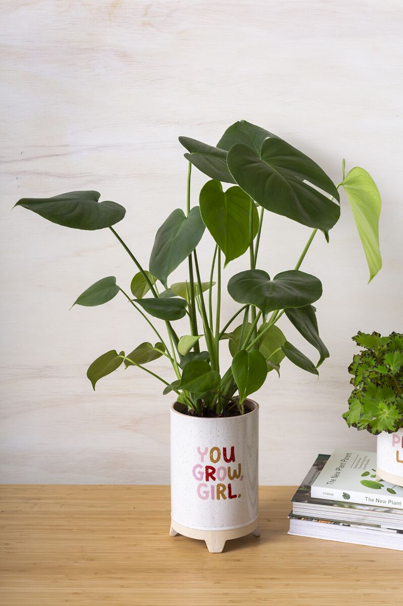 You Grow Vase