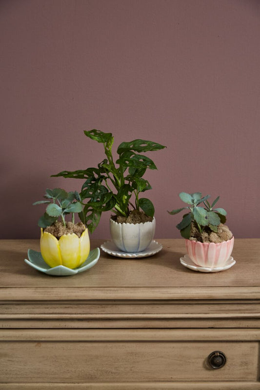 Flower Pot Collection